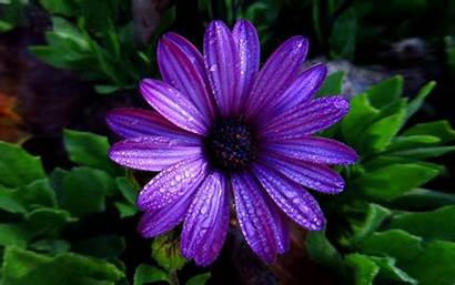 Purple Flower Dark Aster Water Wallpapers Droplets