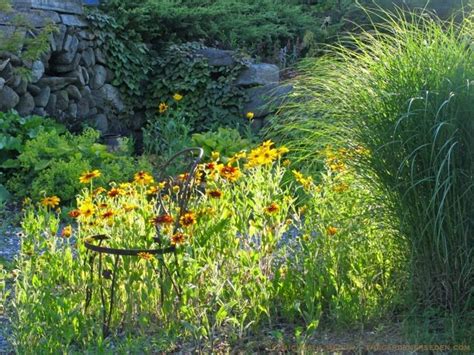 Perfect American Meadows Meadow Garden Dream Garden