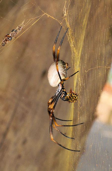Nephilidae Or Golden Orb Web Spiders