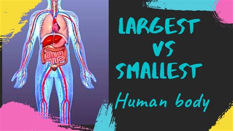Human Body Largestlongestand Smallest Youtube