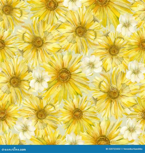 Yellow Shasta Daisy And White Lewisia Flowers Stock Photo Image Of
