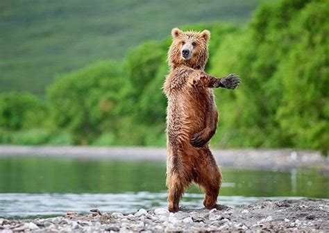 Ivanildosantos Gambar Beruang