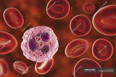 Neutrophil White Blood Cell And Red Blood Cells Digital Illustration