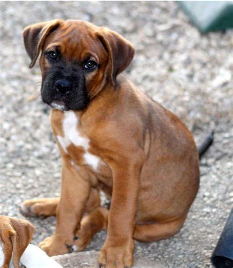 See more ideas about puppies, cute animals, cute dogs. Boxer Puppy Cute Sad Face Free Stock Photo - Public Domain ...