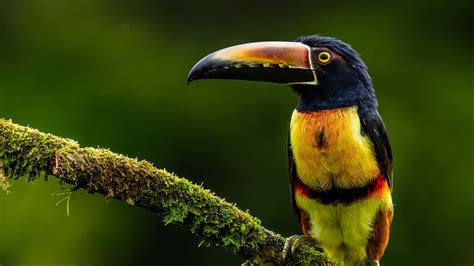 Birds Animals Toucans Green Beak Wildlife Colorful Hd Wallpaper