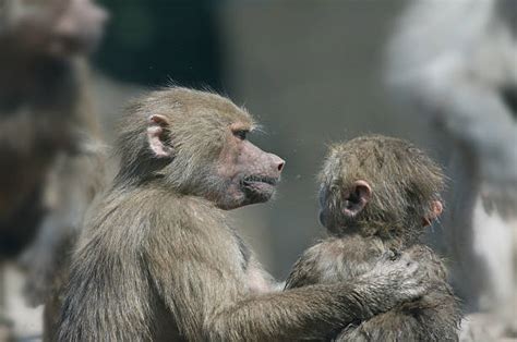 100 Monkey Ape Kissing Animal Stock Photos Pictures And Royalty Free