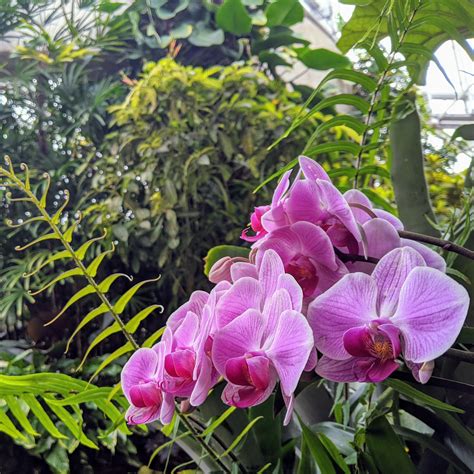 San Antonio Botanical Garden Celebrates Orchids In Weekend Long Event