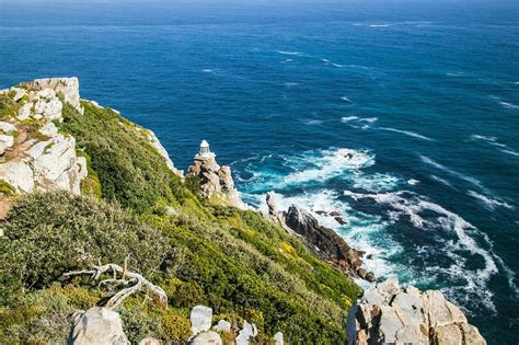 Visit Penguins In Cape Town And Tour The Cape Peninsula To Cape Point