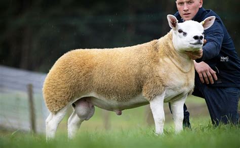 Worlds Most Expensive Sheep Sold For Over R8 Million