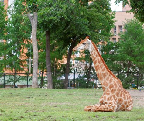 Premium Photo Giraffe In Zoo