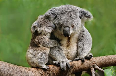 Hug Your Baby Australia Celebrate The Release Of The Australian Hug