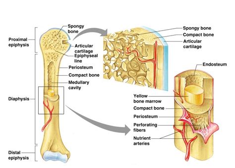 Structure And Functions Of Bones Online Science Notes