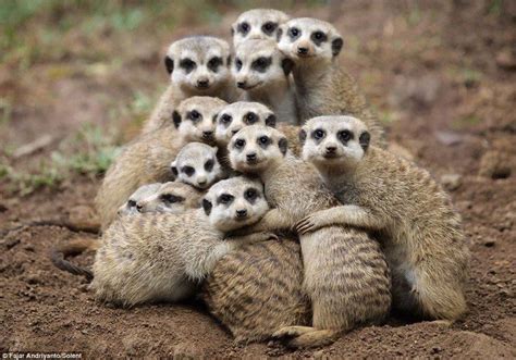 Group Hug Keeping Warm Is Just Simples For These Damp Meerkats Who