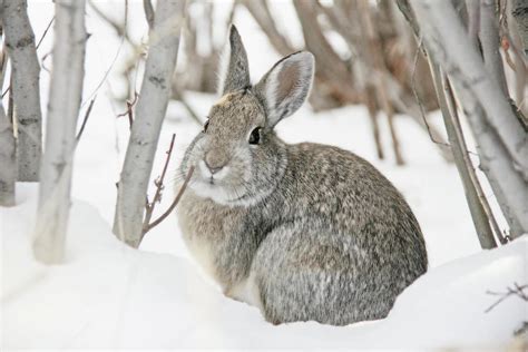 Snow Cottontail Bunny Photograph By Jennie Marie Schell