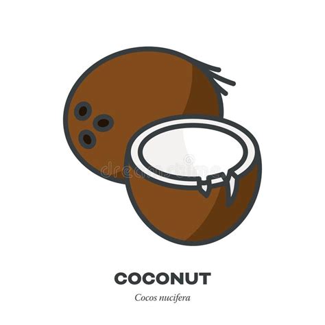 Icono De Coco Ilustración Vectorial De La Tuerca De Coco Cocotero