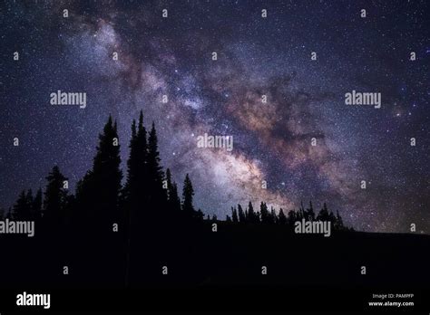 The Milky Way Rising Over Pine Trees In The San Juan Mountains In