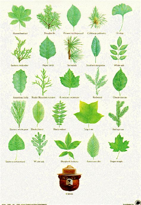 Just This Picture Leaf Identification Post From Smoky Bear And The Us
