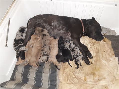 Mama Dog With Her Puppies Stock Image Image Of Animals 150284119