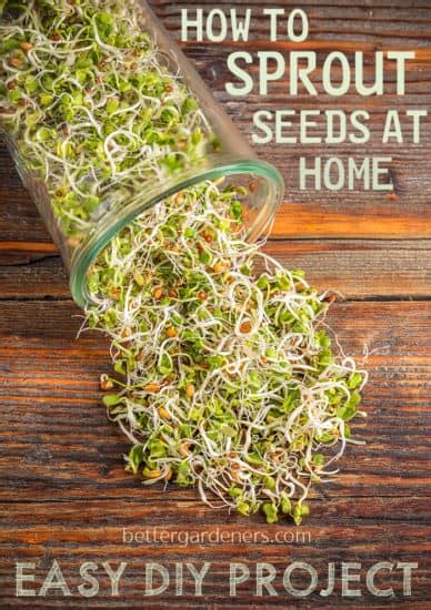 All About Sprouts Best Seed Sprouters And Growing Your Own Better
