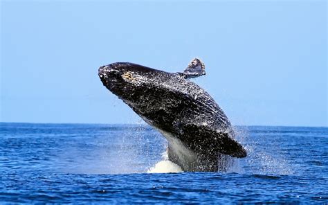 Breaching Humpback Whale Wallpapers 1152x720 304314