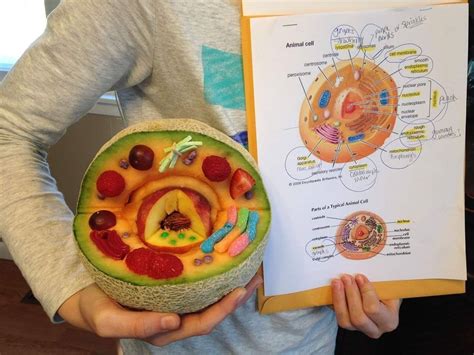 Edible Cell Project Plant Cell Project Cell Model Project Animal