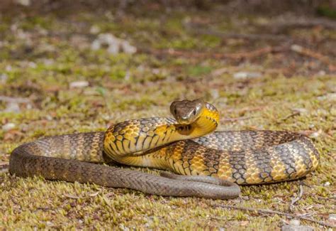 🐍 8 Serpientes Venenosas De Australia Datos Y Fotos