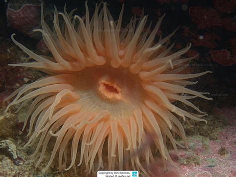 Urticinopsis Antarctica Antarctic Anemone