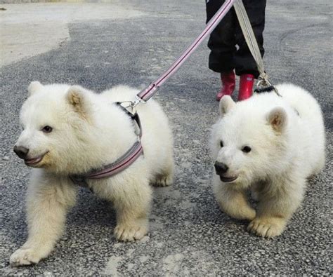 Pin On Cute Overload Baby Polar Bears Cute Animals Polar Bear