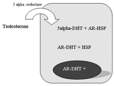 5 alpha reductase activity in prostate cells download high resolution scientific diagram