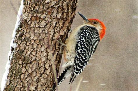 Winter Birds Connecticut Usa Birds Bird Watching Connecticut Usa