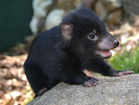 Three Little Devils Are Hopeful Sign Zooborns