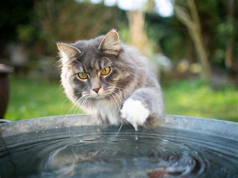 22 Cat Breeds That Love Water Always Pets