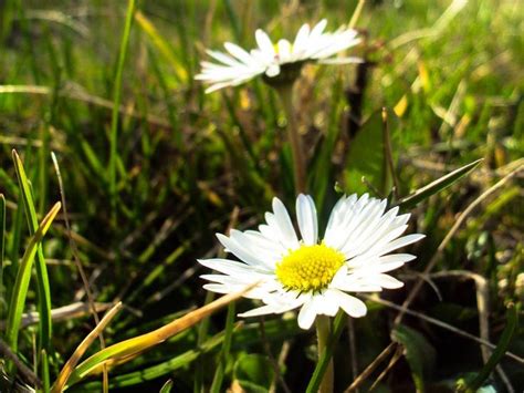 Pin By Jovanka On Daisies Plants Daisy