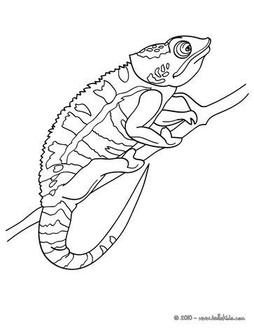 And cool pets reptile pics are some of the cutest you can find. chameleon drawing - Google Search | Animal coloring pages ...