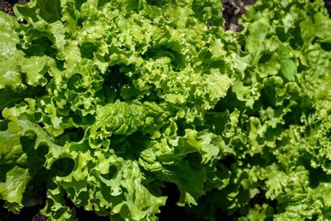 Green Ice Lettuce How To Plant Grow And Eat These Delicious Greens