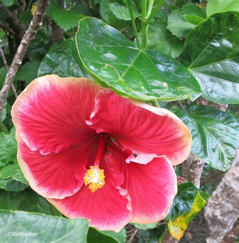 A Wandering Botanist Plant Story Hibiscus