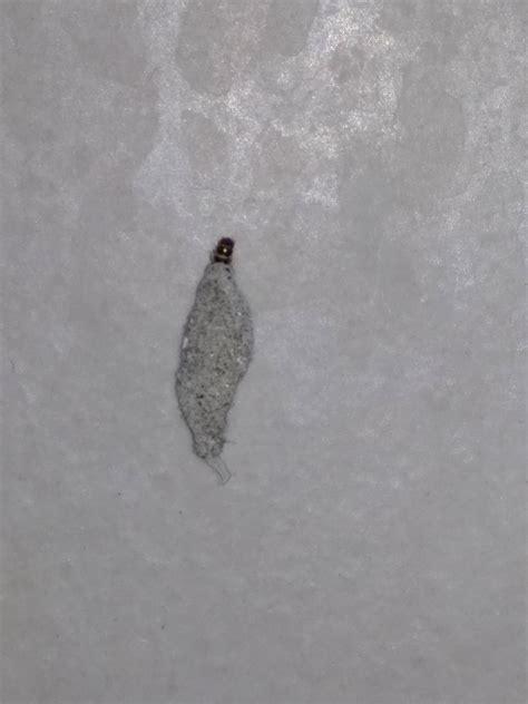 Wall Bug Thing From Malaysia Very Small Kind Of Looks Like A Chunk Of