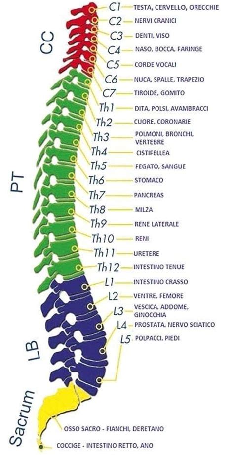 Human Spine And Spinal Cord C1 To S5 Vertebra Artofit
