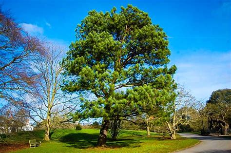Loblolly Pine Trees To Plant Fast Growing Pine Trees Fast Growing Trees