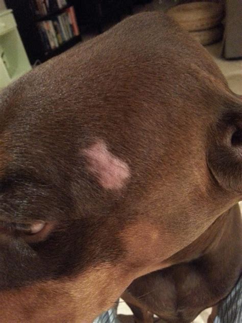 Bald Spots Ring Worm Or Mange Doberman Forum Doberman Breed Dog