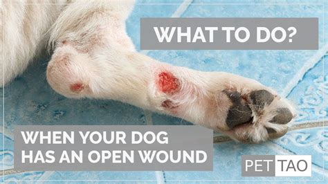 How Do You Tell If A Dog Wound Is Infected Or Healing