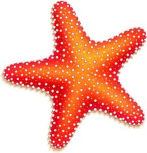 Download High Quality Starfish Clipart Realistic Transparent Png Images