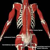 Erector Spinae Muscle Exercises Photos