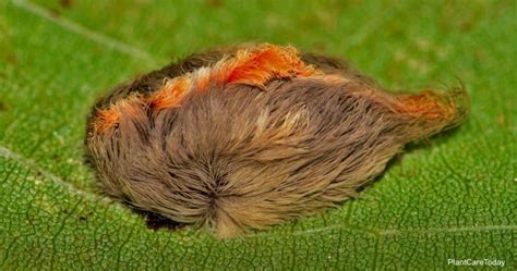 How To Get Rid Of Asp Caterpillar In The Garden