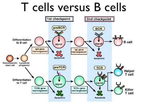 Lab Tests Infot Cells And B Cells Functions Lab Tests Info