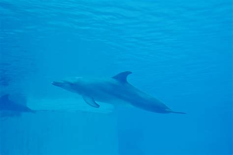 Indo Pacific Bottlenose Dolphin Tursiops Aduncus Zoochat