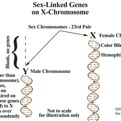 Sex Linked Chromosomes Download Scientific Diagram