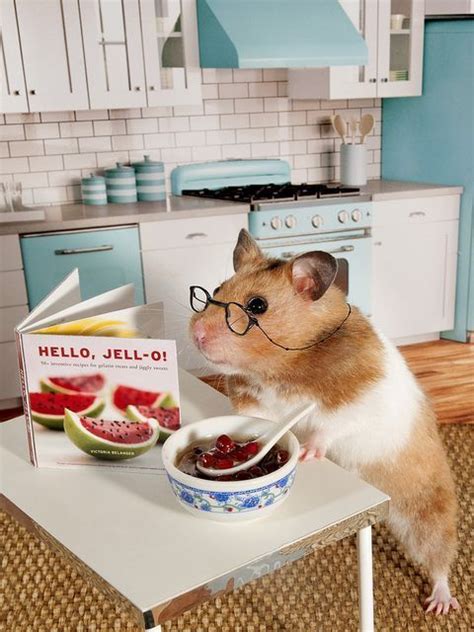 Hamsters With Glasses Are A Good Thing Cute Hamsters Funny Hamsters