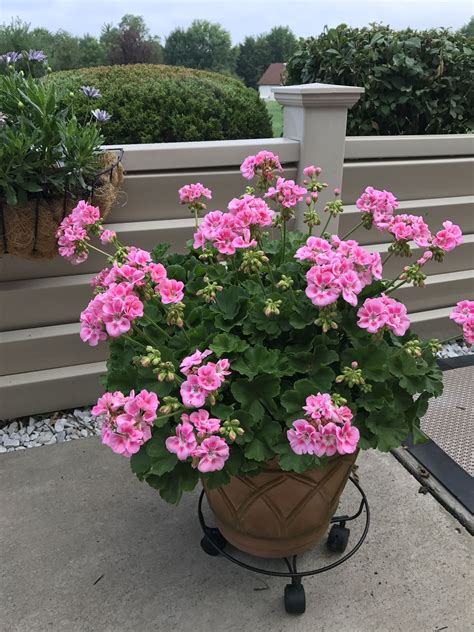 2017 Pink Geranium Flower Pots Pink Geranium Love Flowers