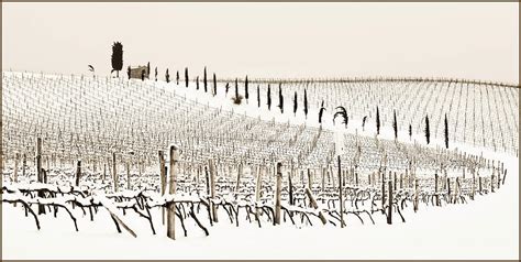Tuscany Chianti Vineyards Italy Digital Art By Massimo Ripani